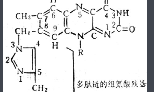 琥珀酸脱氢酶的作用极其竞争性抑制的实验结果分析是什么？