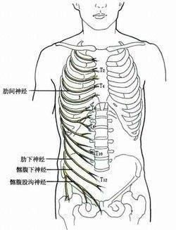 胸骨角的解剖位置