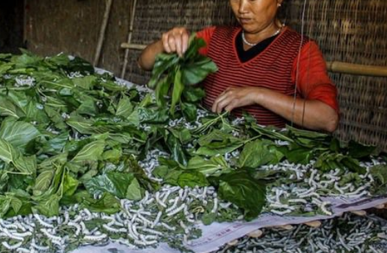 养蚕的方法和怎样种植桑叶