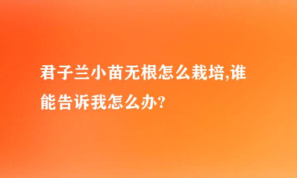 君子兰小苗无根怎么栽培,谁能告诉我怎么办?