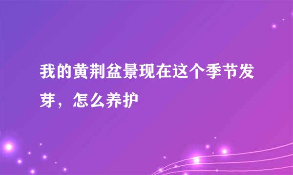 我的黄荆盆景现在这个季节发芽，怎么养护