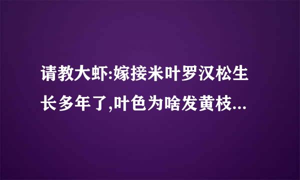 请教大虾:嫁接米叶罗汉松生长多年了,叶色为啥发黄枝条发枯缩枝?