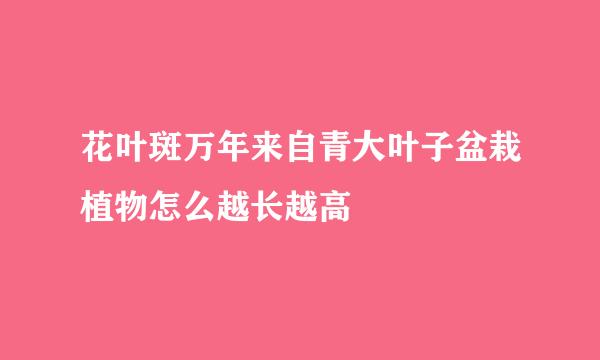 花叶斑万年来自青大叶子盆栽植物怎么越长越高