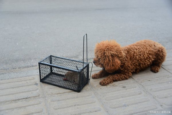 快被老鼠折磨死了，有什么驱鼠的好办法