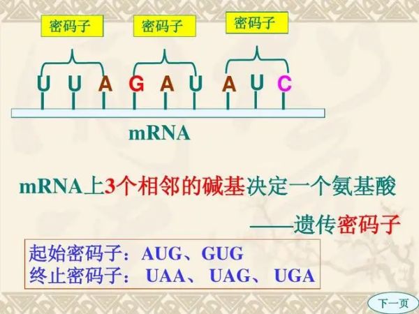 终止密码子是哪三个?