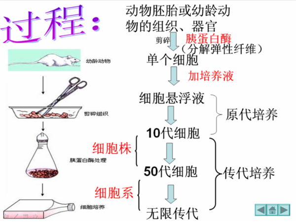 动物细胞培养的基本过程