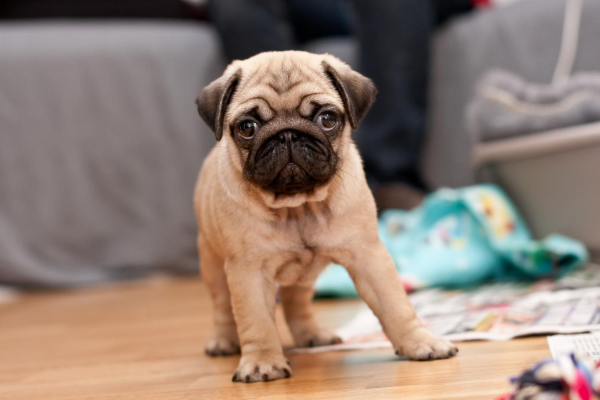 巴哥犬有几来自种品种图片