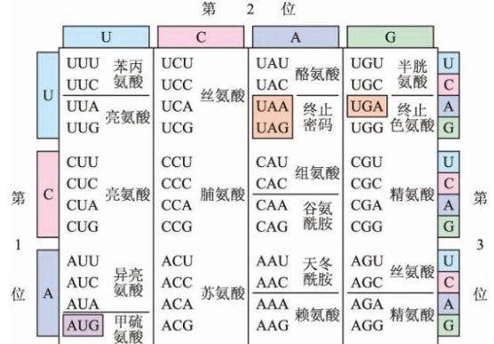 氨基酸密码子表怎么看？