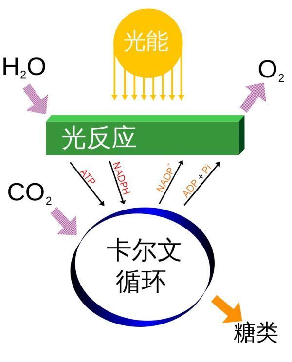 光合作用的化学方程式