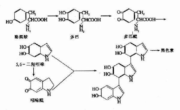 芳香族氨基酸的介绍