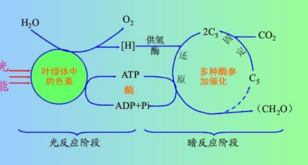 光合作用的化学方程式