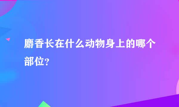 麝香长在什么动物身上的哪个部位？