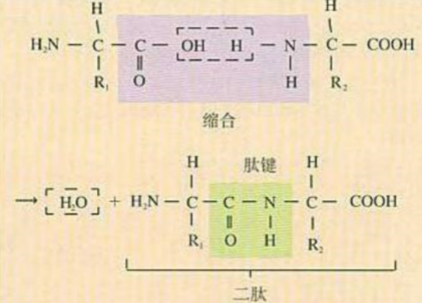 高中叫酰胺基还是肽键来自