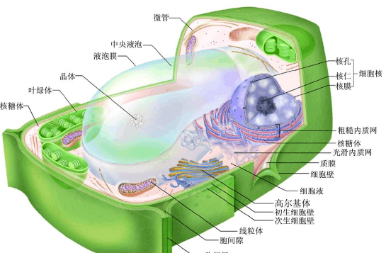 原生质和原生质体的区别？