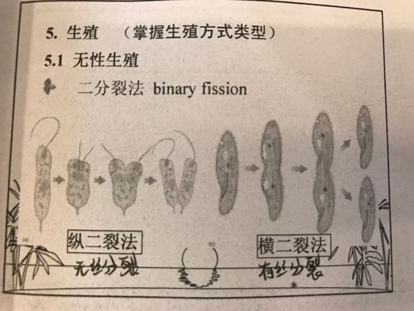 二分裂和无丝分裂的区别？