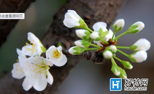 有花堪折延若耐脚盾直须折，莫待无花空约折枝是什么意思？