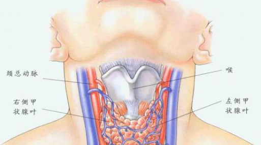 查甲状腺挂什么科