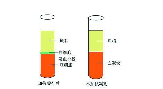 血浆与血清的主要区别在于血浆中含有______