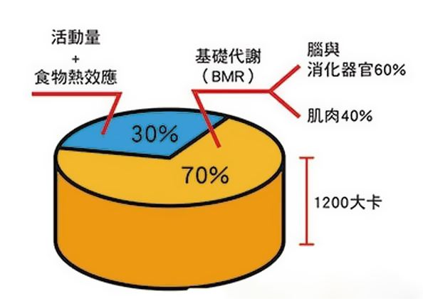 基础代谢率计算公式