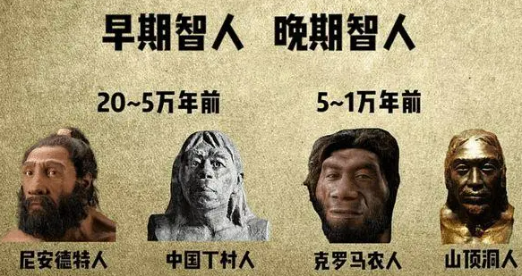 尼安德来自特人和智人区别是什么?