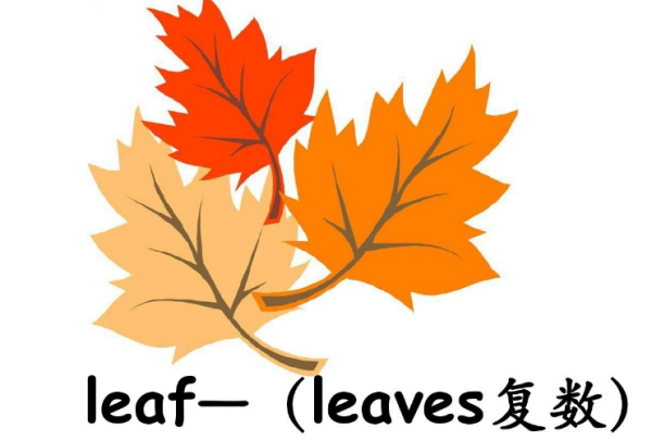 leaf 的复数形式