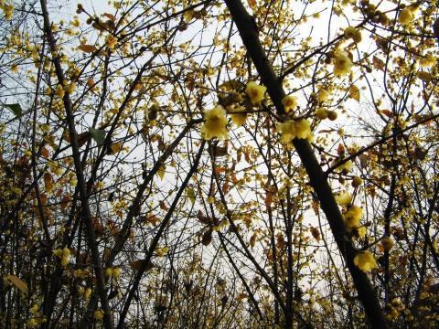 春来自风桃李花开日，秋雨梧桐叶落时`什么意思