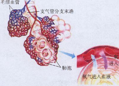 气一血屏障名词解释