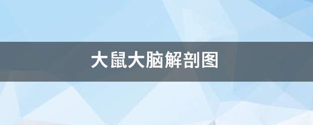 大鼠大脑解剖图