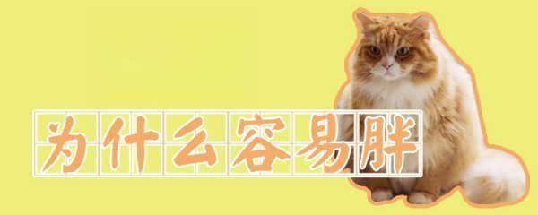 橘猫为什么容易胖