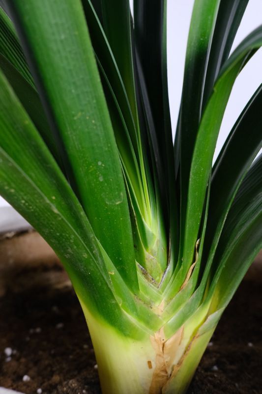 君子兰种子来自种植方法和种植时间