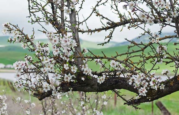 梅花什么时候开花？