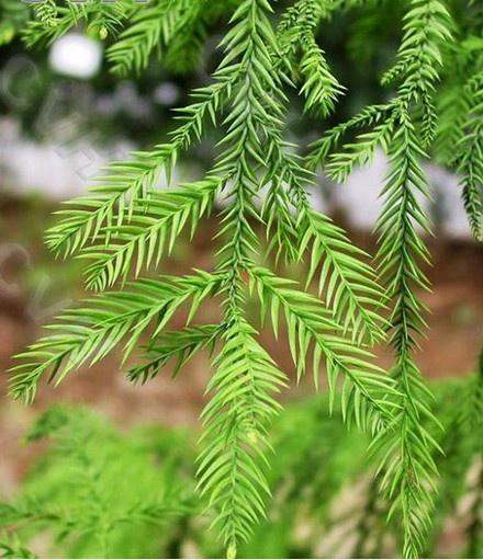 中国珍稀植物有哪些？