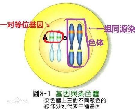 基因中跳绿激攻限北者命什么是大A小α？