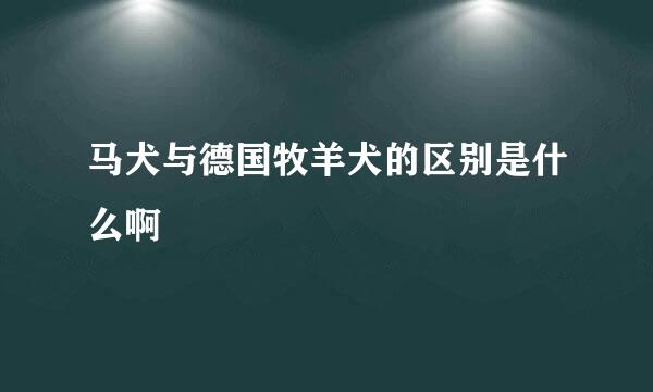 马犬与德国牧羊犬的区别是什么啊