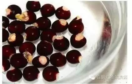 龙眼核怎么种小盆栽