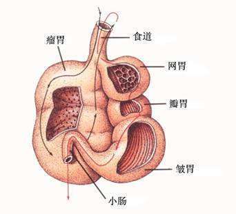 反刍动物的反刍动物的四个胃