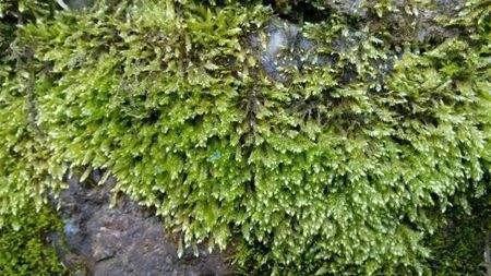 苔藓植物有哪些西移留又打？