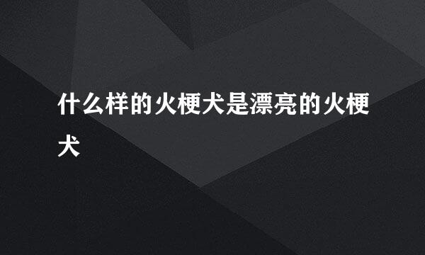 什么样的火梗犬是漂亮的火梗犬