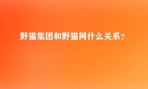 野猫集团和野猫网什么关系？