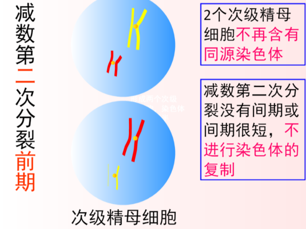 减数分裂各时期特点及图像