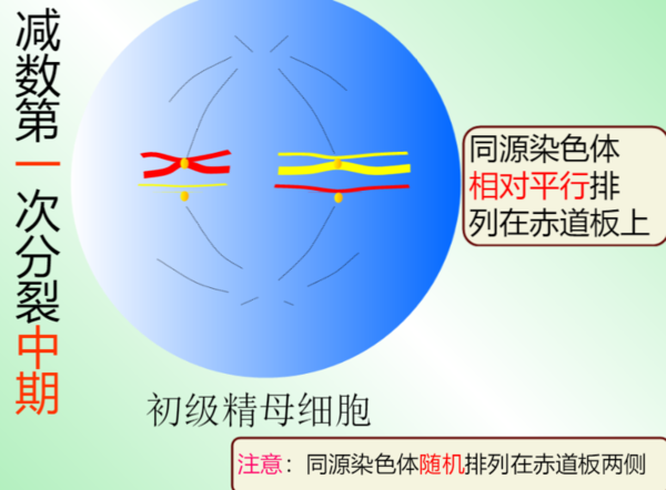 减数分裂各时期特点及图像