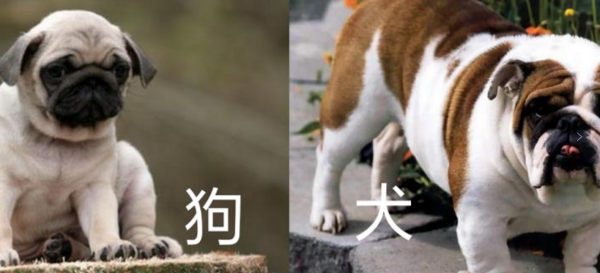 狗与犬的区别