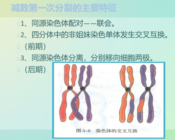 减数分裂各时期特点及图像