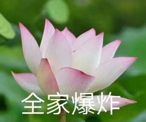 求荷来自花带字那种种头像带字的。