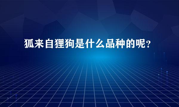 狐来自狸狗是什么品种的呢？