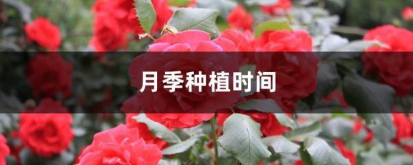 月季花什么时候种植最好