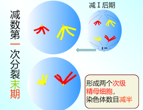 减数分裂各时期特点及图像