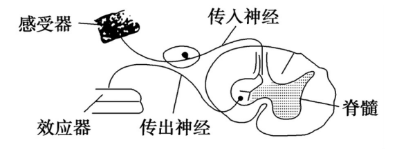 浅反射及深反射包括哪些内容怎宽织政北察灯挥足么答