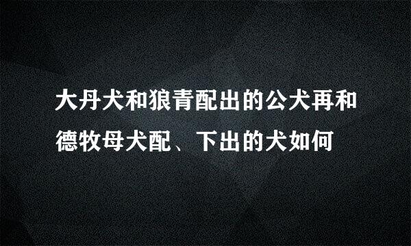 大丹犬和狼青配出的公犬再和德牧母犬配、下出的犬如何