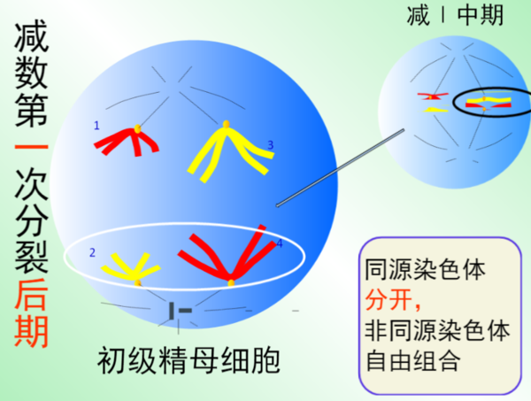 减数分裂各时期特点及图像